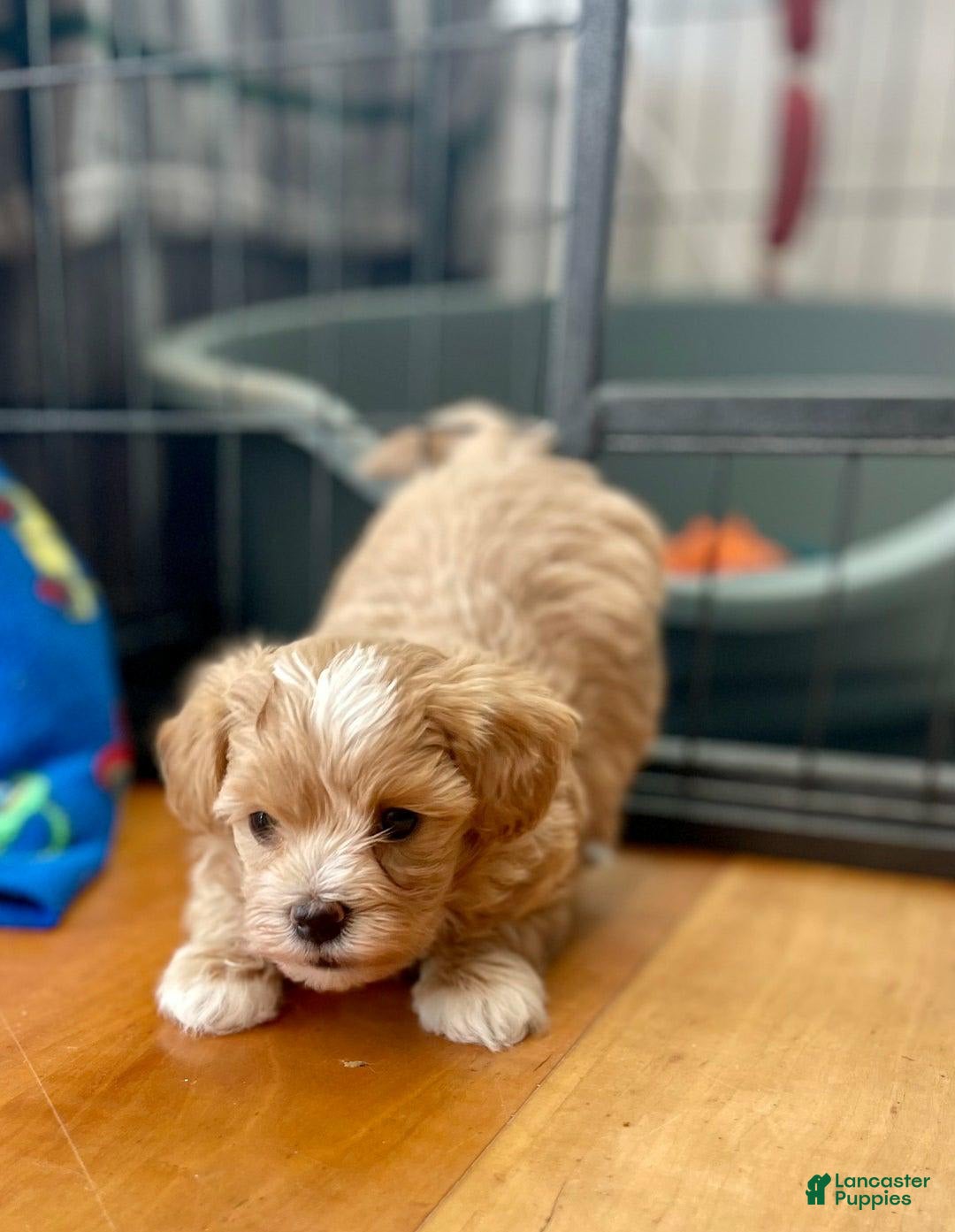 Maltipoo dogs for sale: Tina - Listing for pets: Bestie, Gracie, Tina, Debbie - Image 3