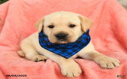 Labrador Retriever dogs for sale: Labrador Retriever 6 puppies - Image 21