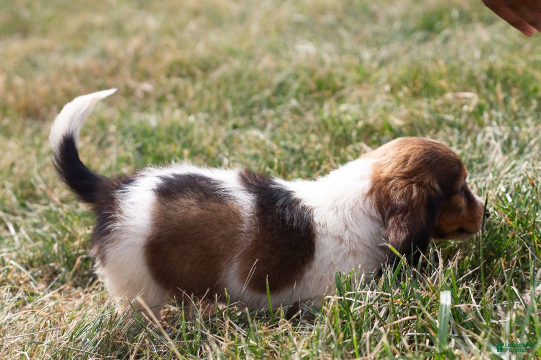 Miniature Dachshund dogs for sale: Bear - Image 4