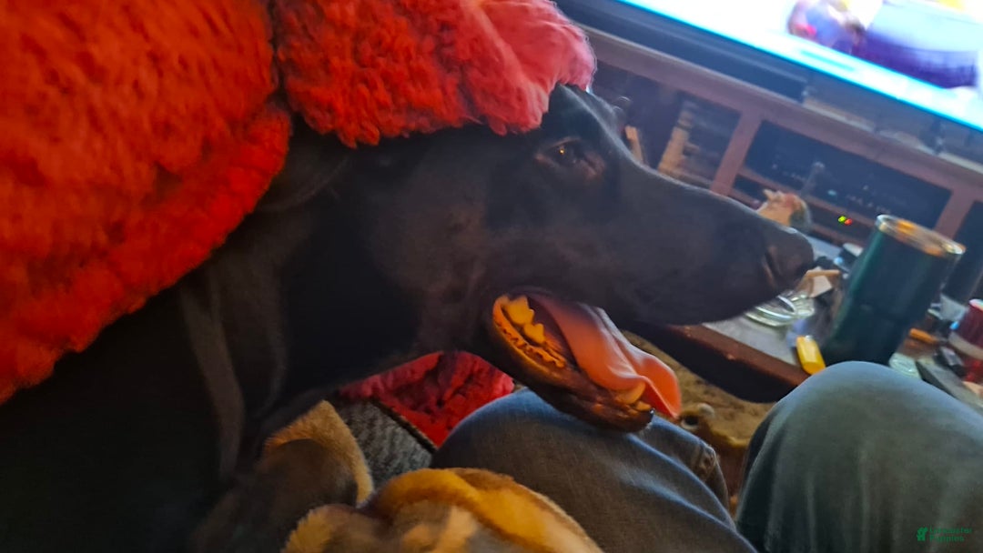 Doberman Pinscher dogs for sale: Ebony - Image 5