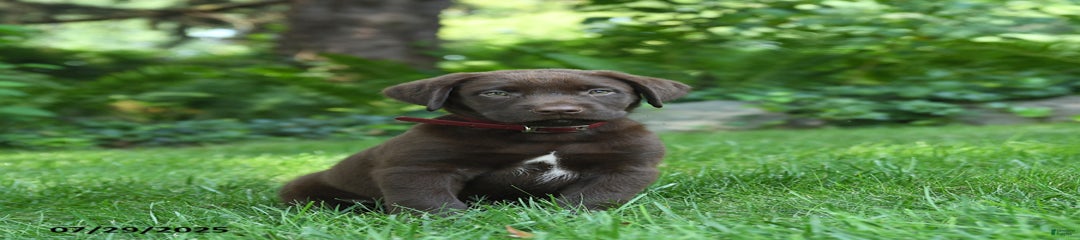 Milo