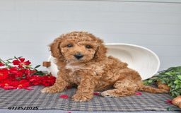 Toy Poodle dogs for sale: Peanut - Image 1