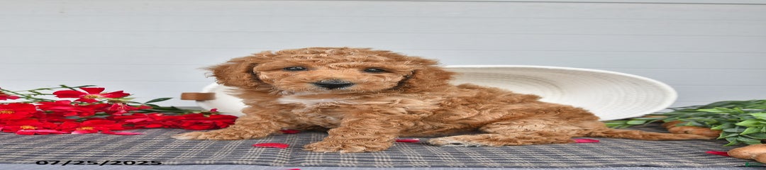 Peanut