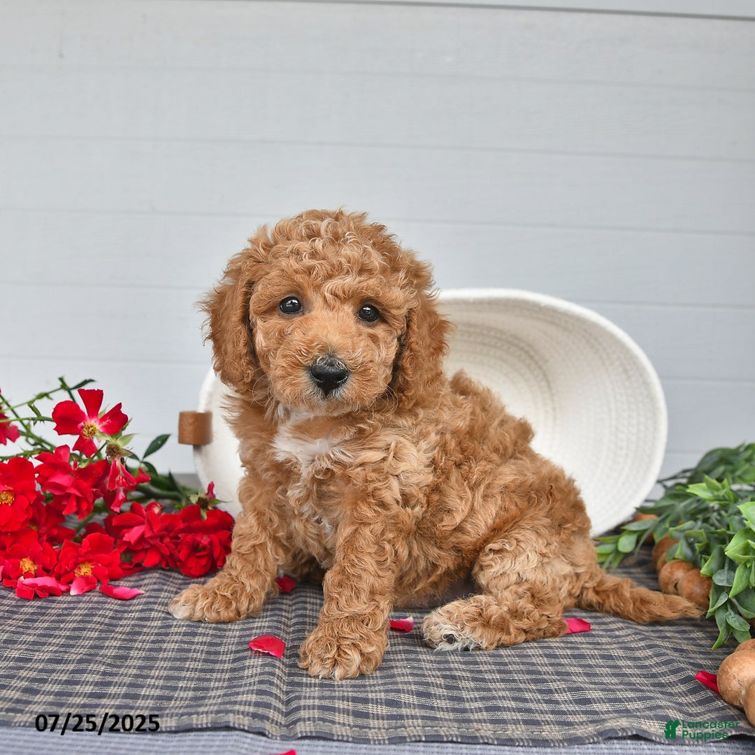 Toy Poodle dogs for sale: Peanut - Image 1