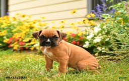 Boxer dogs for sale: Danali - Image 2