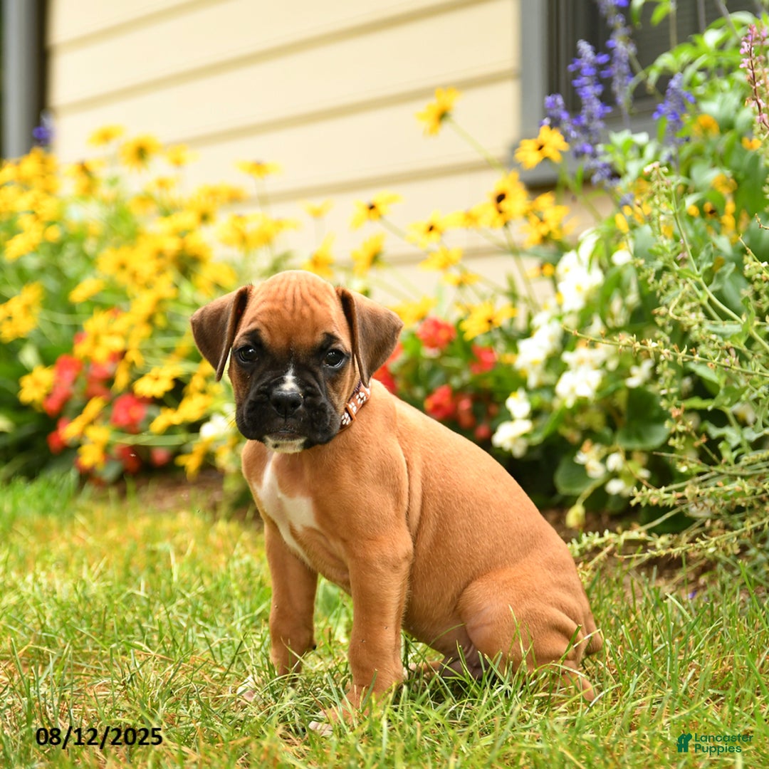 Boxer dogs for sale: Danali - Image 2