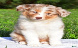 Australian Shepherd dogs for sale: Axel - Image 10