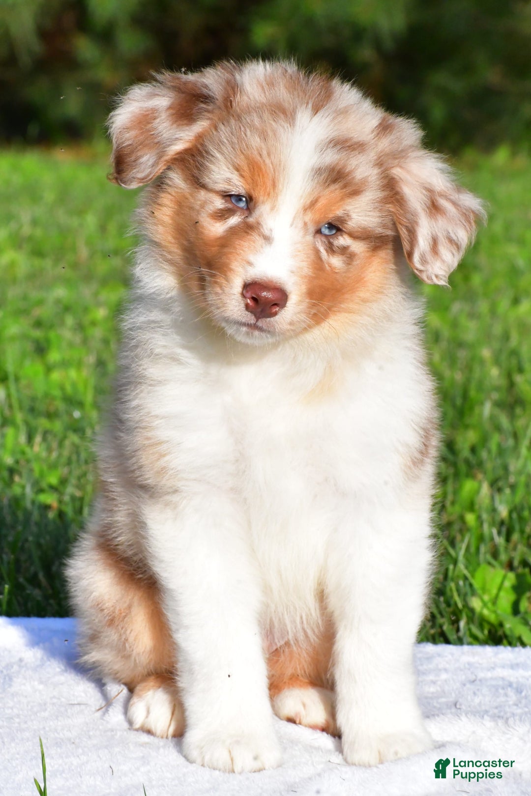Australian Shepherd dogs for sale: Axel - Image 10
