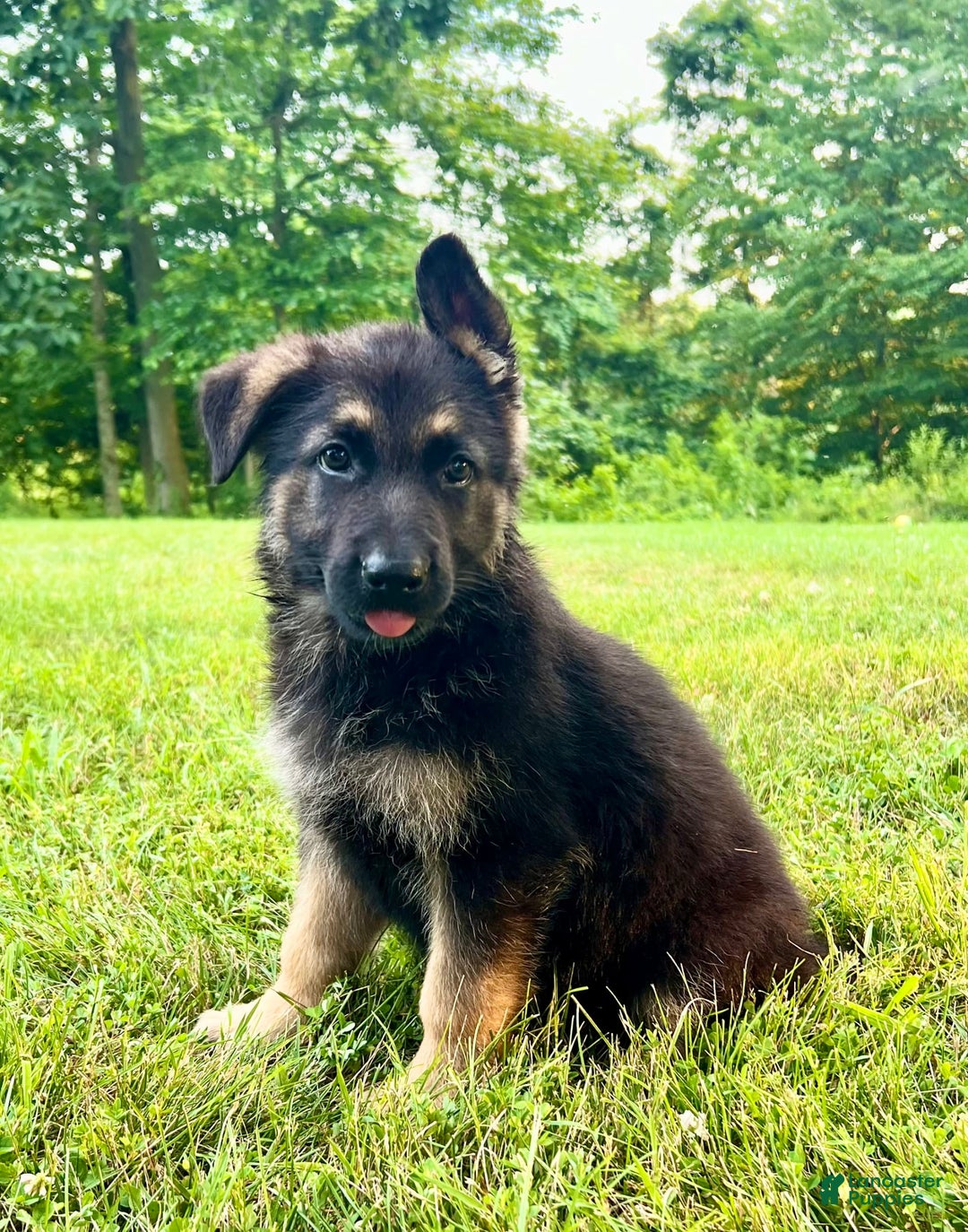 German Shepherd dogs for sale: Libby - Image 4