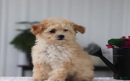 Havapoo dogs for sale: Miley - Image 10