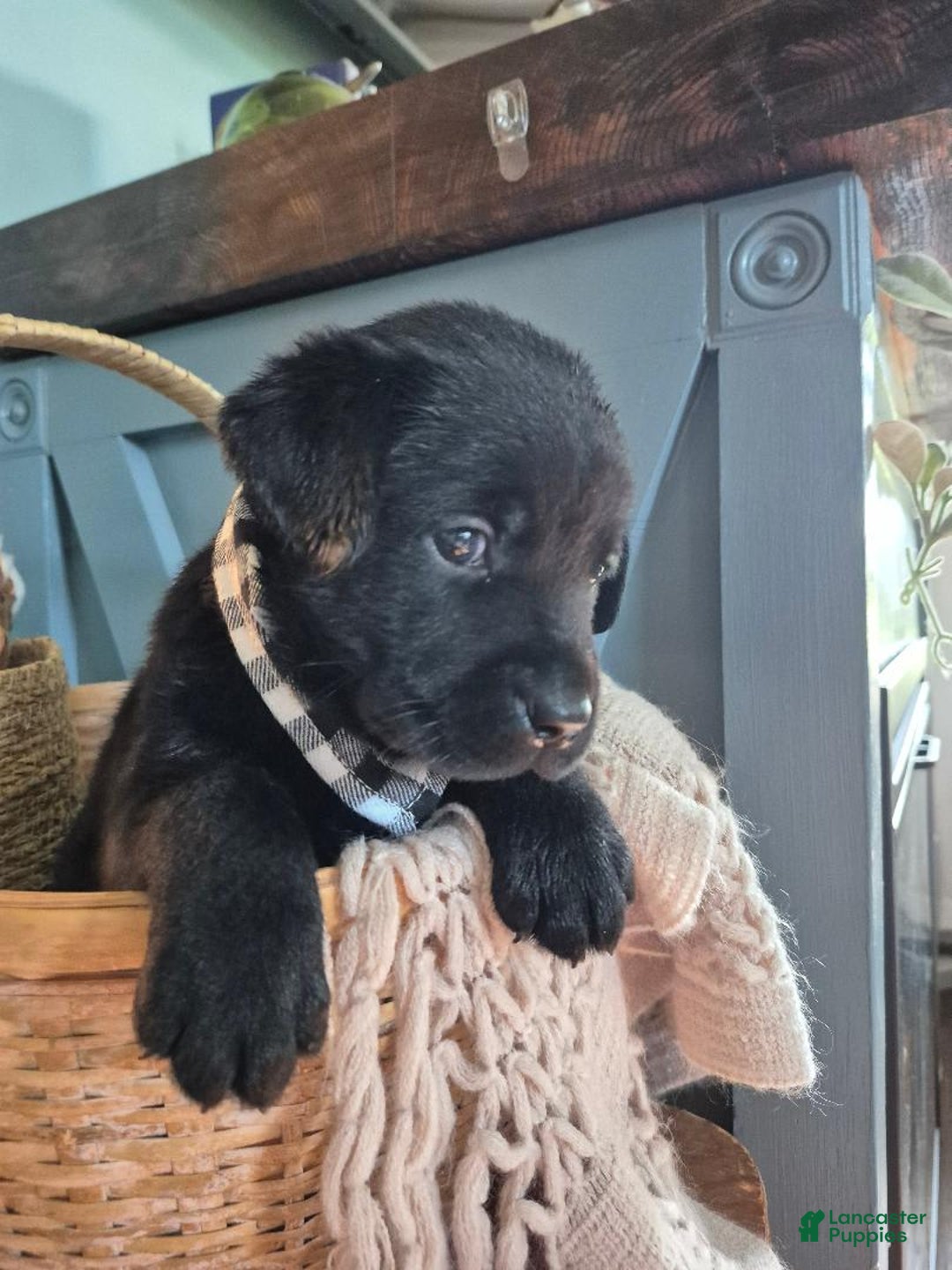 Labrador Retriever dogs for sale: Jim Halpert - Image 1