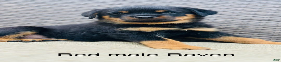 Red Male