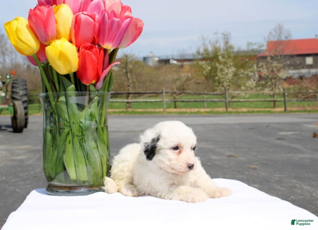 Mini Bernedoodle dogs for sale: Melanie - Image 3