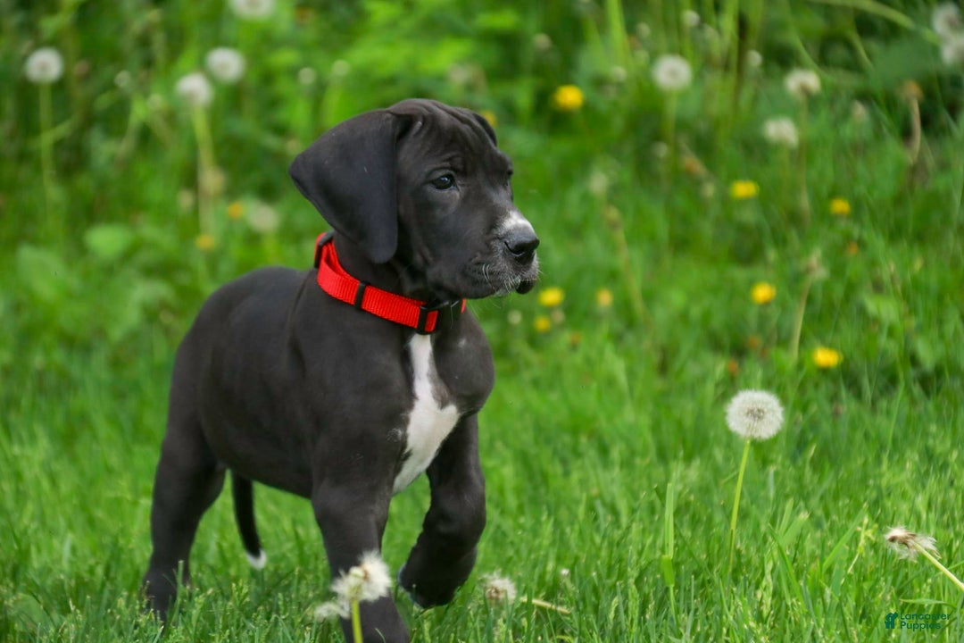 Great Dane dogs for sale: Athena - Image 26