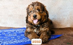 Bernedoodle dogs for sale: Buck - Image 13