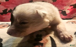 Border Collie dogs for sale: Hondo - Image 25