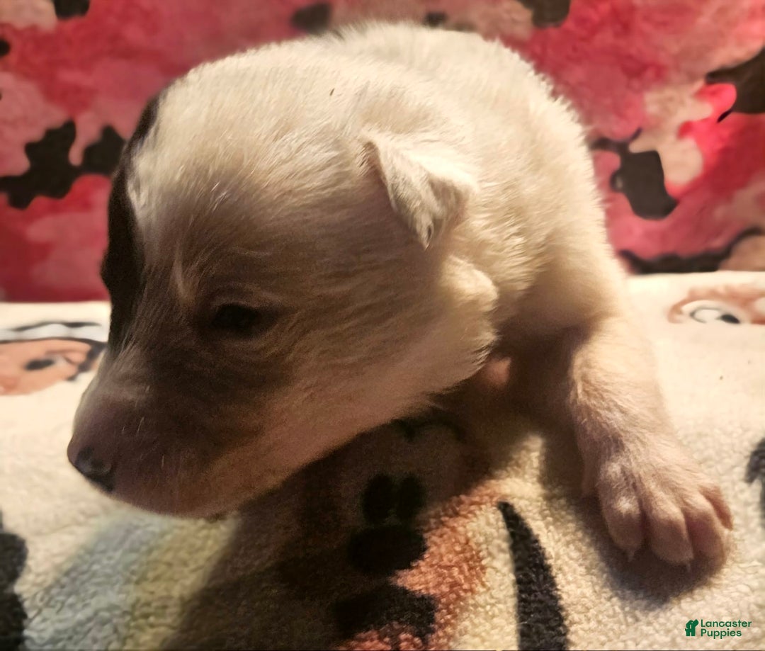 Border Collie dogs for sale: Hondo - Image 25