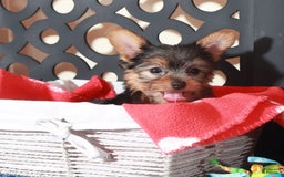 Yorkshire Terrier dogs for sale: Yorkshire Terrier 3 puppies - Image 14