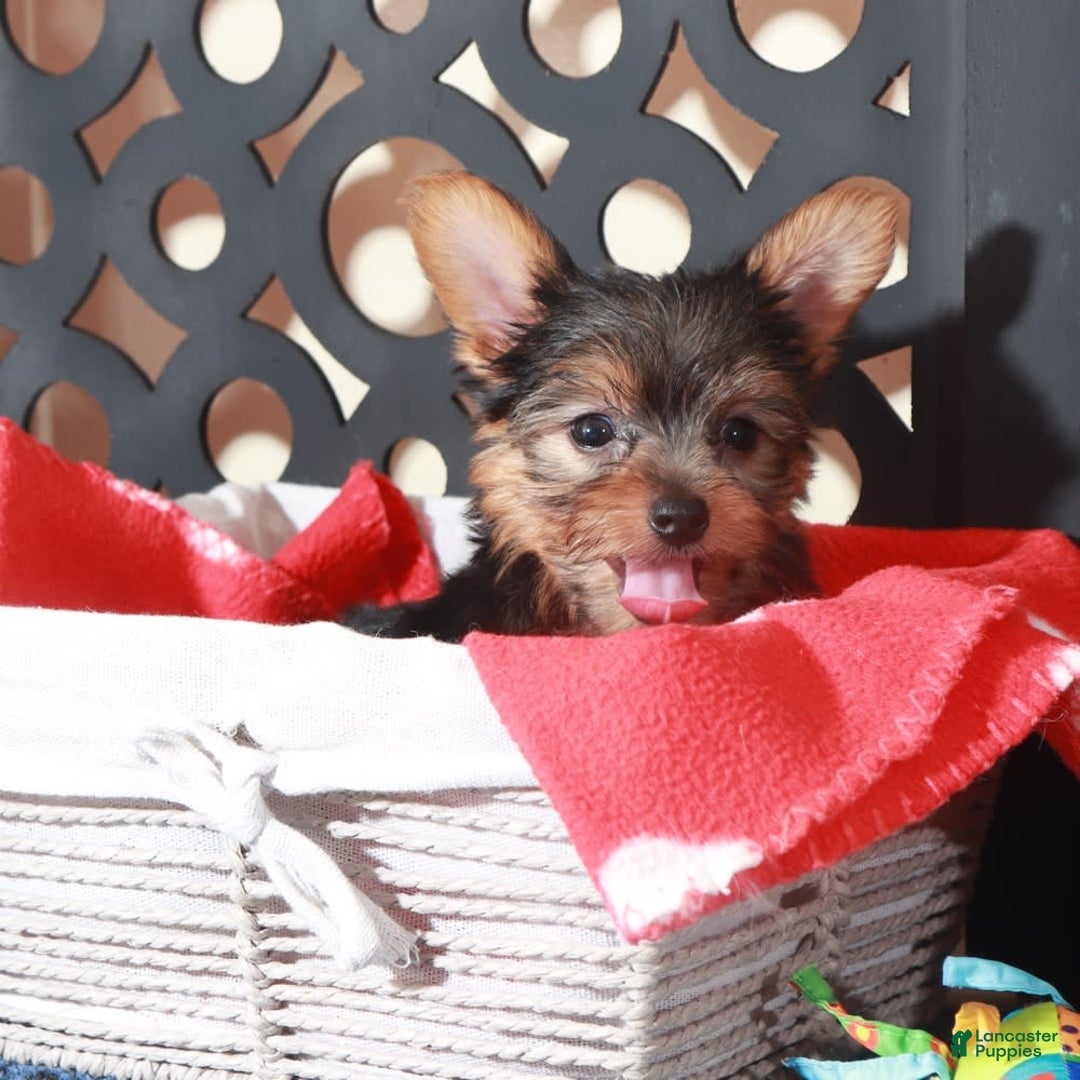 Yorkshire Terrier dogs for sale: Yorkshire Terrier 3 puppies - Image 14