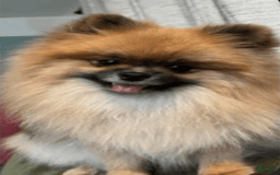 Pomeranian dogs for sale: Onyx - Image 4
