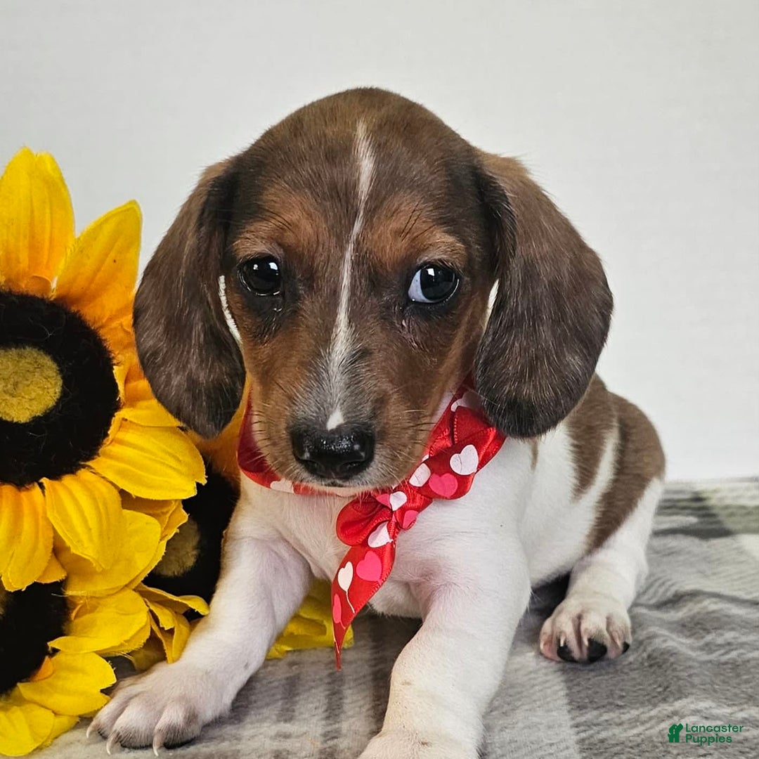 Dachshund dogs for sale: Slinky - Image 6