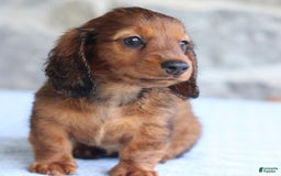 Miniature Dachshund dogs for sale: Darla - Image 3