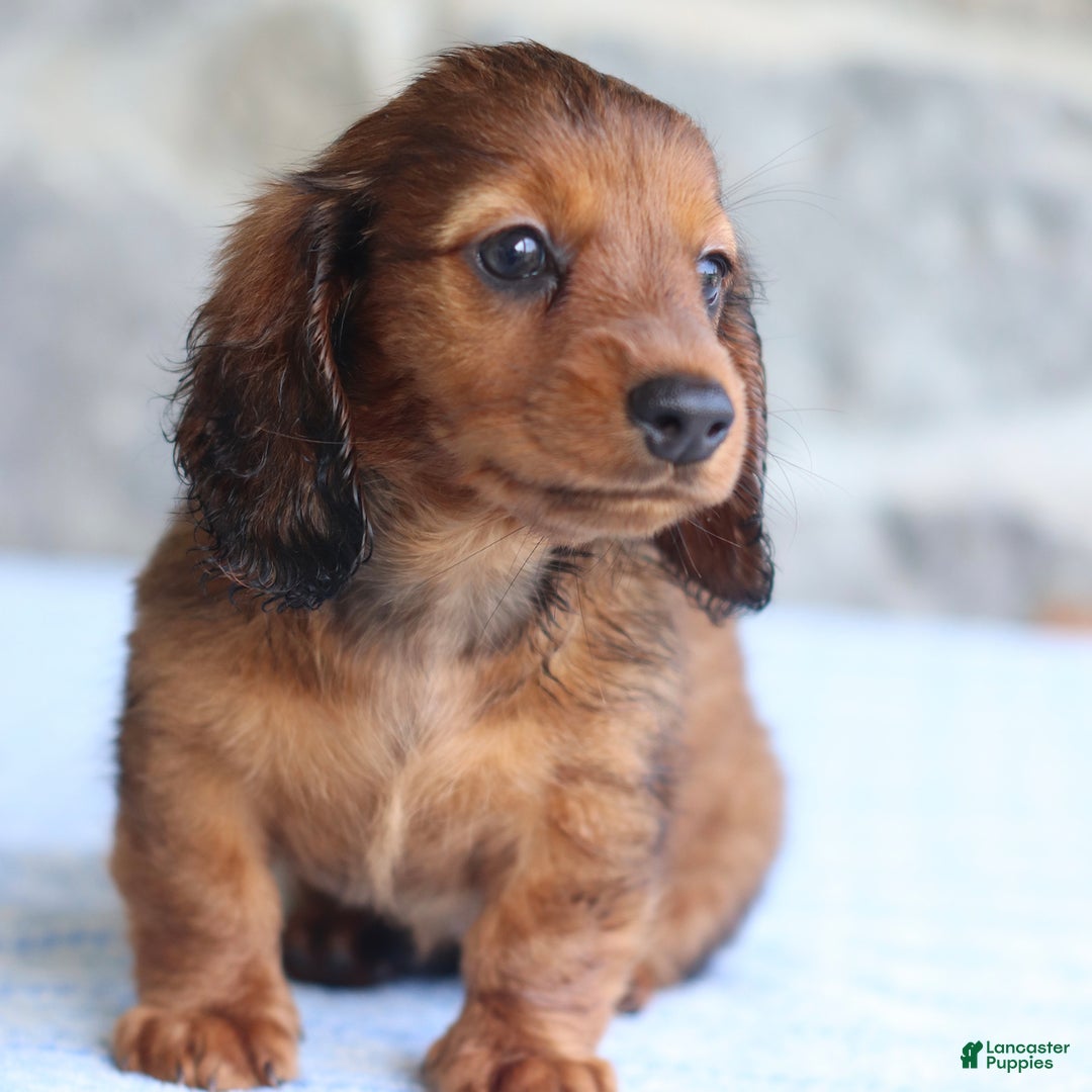 Miniature Dachshund dogs for sale: Darla - Image 3