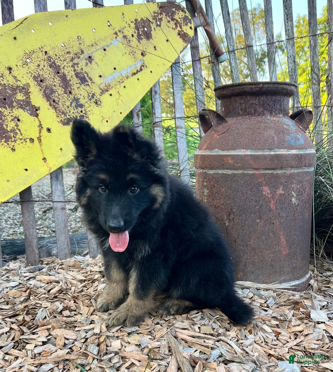 German Shepherd dogs for sale: Bear - Image 1