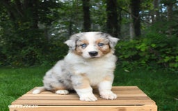 Australian Shepherd dogs for sale: Jasper - Image 1