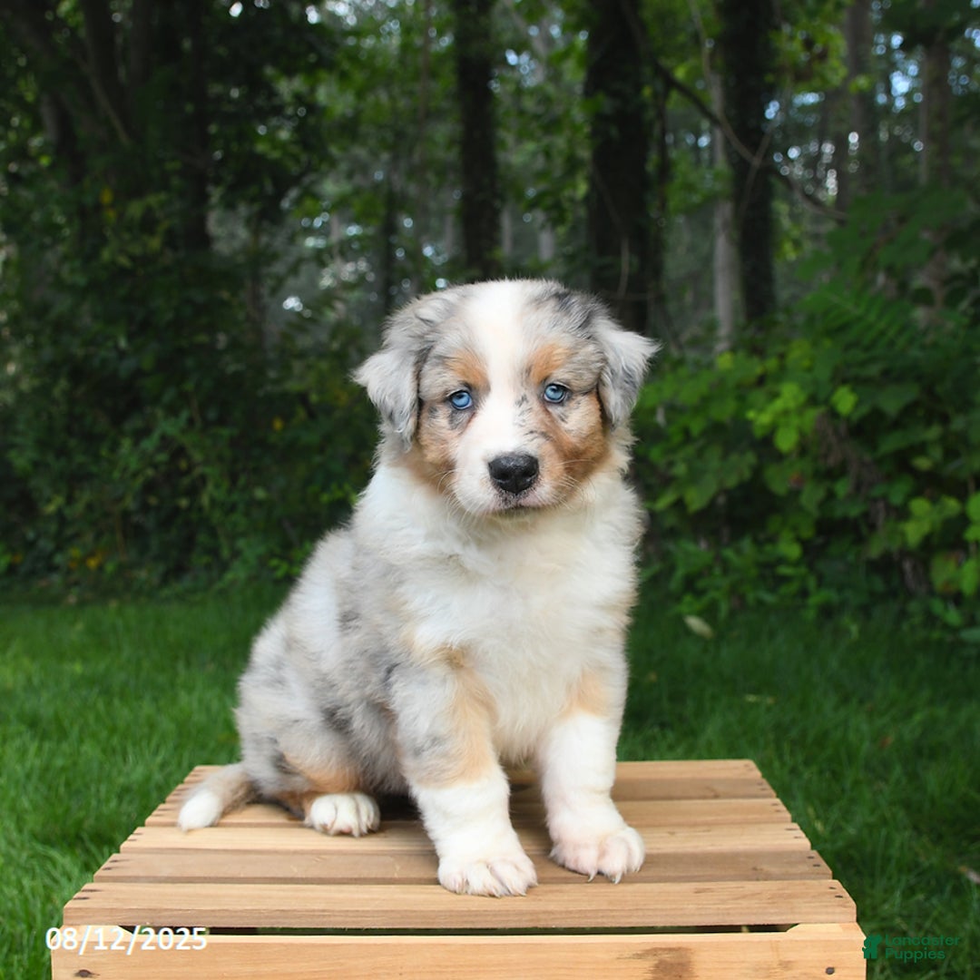 Australian Shepherd dogs for sale: Jasper - Image 1