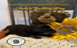 Mini Bernedoodle dogs for sale: Aelas Yellow Boy - Image 4