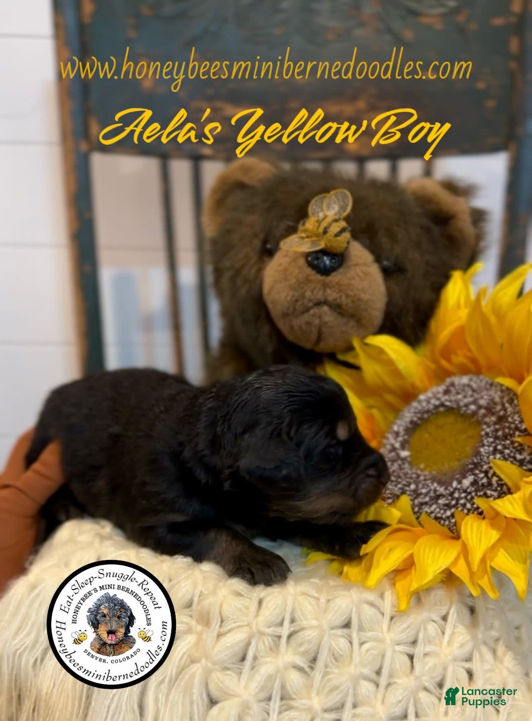 Mini Bernedoodle dogs for sale: Aelas Yellow Boy - Image 4