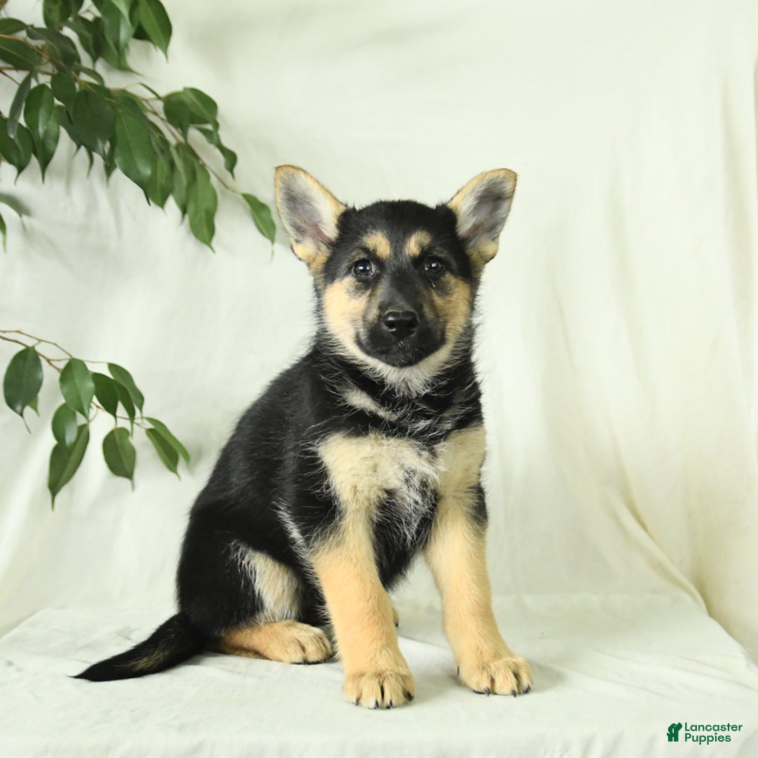 Gerberian Shepsky dogs for sale: Montana - Image 1