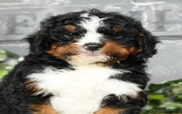 Mini Bernedoodle dogs for sale: Tatum - Image 3