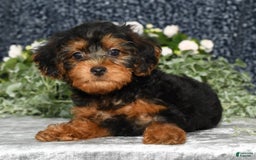 Yorkiepoo dogs for sale: Lucas - Image 4