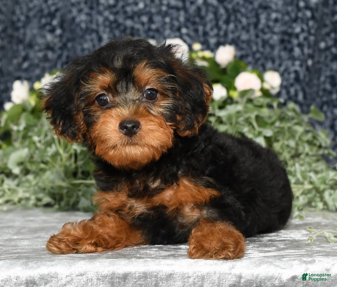 Yorkiepoo dogs for sale: Lucas - Image 4