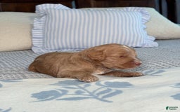 Goldendoodle dogs for sale: Lewis - Image 12