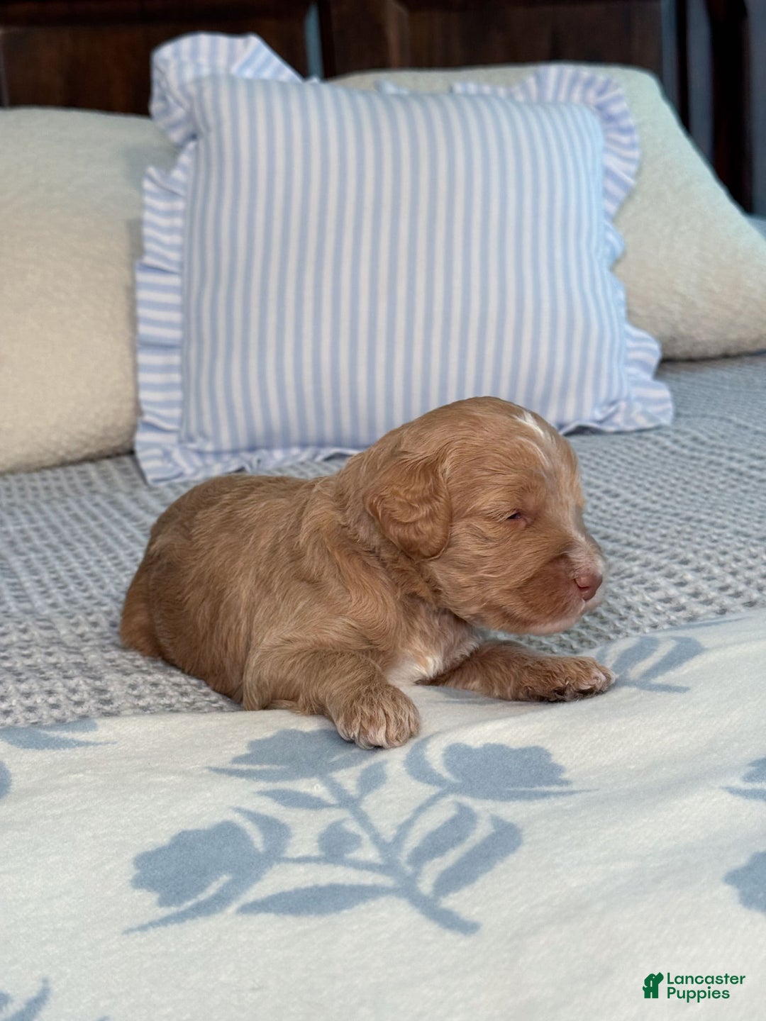 Goldendoodle dogs for sale: Lewis - Image 12