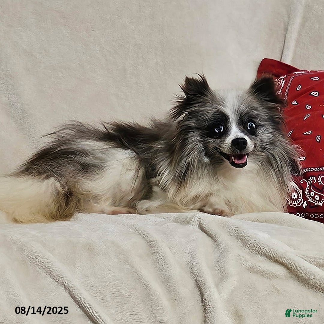 Pomeranian dogs for sale: Janey - Image 2