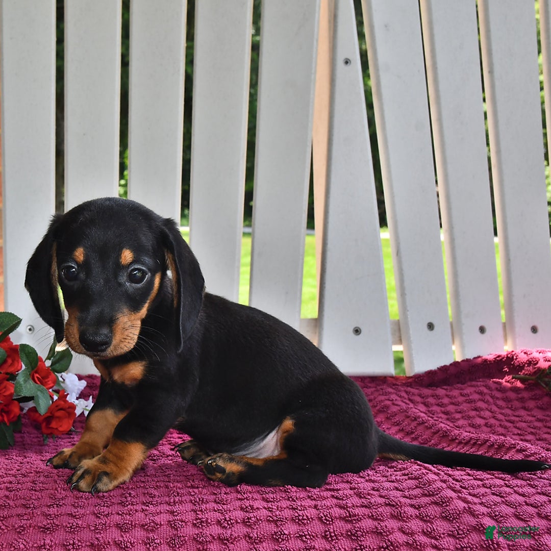 Miniature Dachshund dogs for sale: Mickey - Image 3