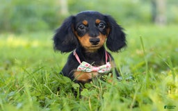 Miniature Dachshund dogs for sale: Joy - Image 1