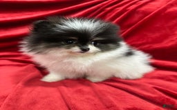 Pomeranian dogs for sale: Minnie - Image 8
