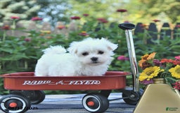 Maltese dogs for sale: Bert Extra Small - Image 1