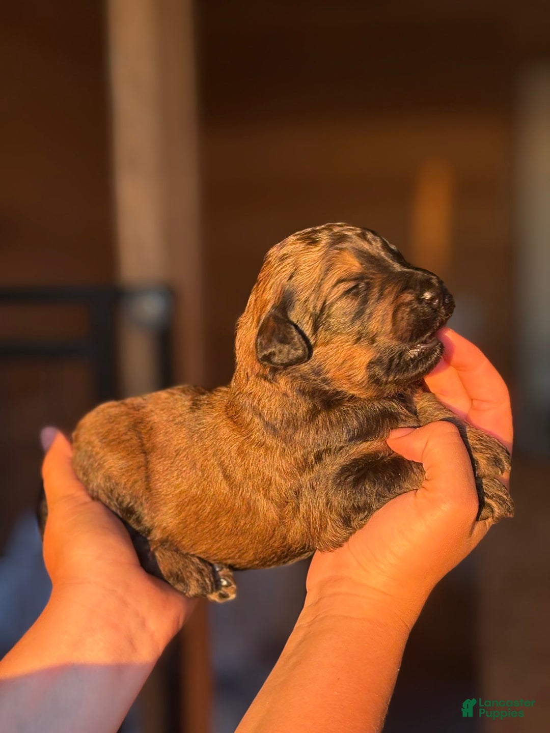 Aussiedoodle dogs for sale: Brooks - Image 2