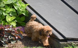 Cavapoo dogs for sale: Marlissa - Image 6