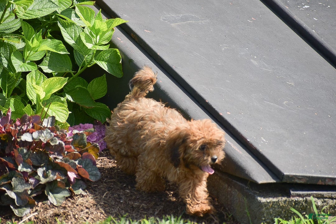Cavapoo dogs for sale: Marlissa - Image 6