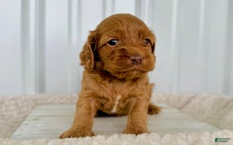Cockapoo dogs for sale: Female Three - Image 2