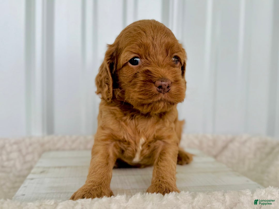 Cockapoo dogs for sale: Female Three - Image 2