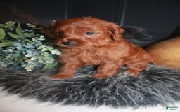 Mini Goldendoodle dogs for sale: Lola - Image 3