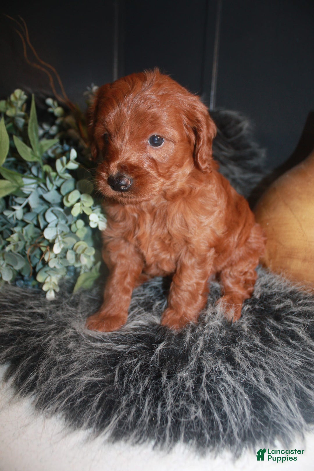 Mini Goldendoodle dogs for sale: Lola - Image 3